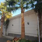 متوفر لدينا نخيل واشنطني وعربي جميع المقاسات