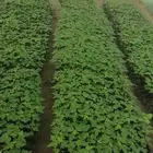 شتلات عمبروت باباي