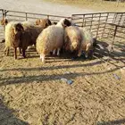 للبيع خرفان نعيم طيبه العمر فوق 7