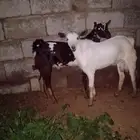 السلام عليكم ورحمه الله وبركاته للبيع