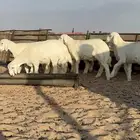 خرفان حريه شعره وجبار عمر من 3شهور ونص الي4شهور ونص