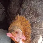 دجاج