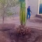 يوجد لدينا جميع انواع النخيل المثمرة وزينه ا