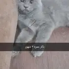 قطط للتبني