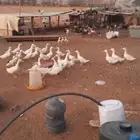 بط بكيني