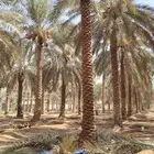 توريد وتركيب جميع انواع إنخل