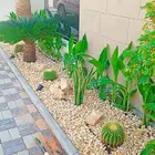 تنسيق حدائق وزراعه النخل والاشجار