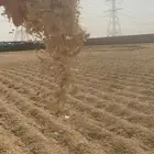 نشارة أثل