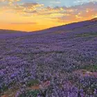 بذور الخزامى مقشرة و جاهزة للانبات