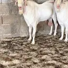 فحلين بيشه برص صنف