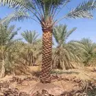 بيع نخل عربي 3 متر