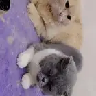 بس للتبني اثنين بعض وواحد لحل