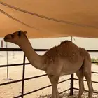 قعود العمر 8 شهور على برسبم وشعير وفير