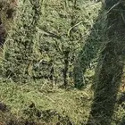 برسيم مخلوط رجله خفيفه وصافي
