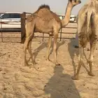 سودانيه تحتها قعود