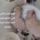 للبيع حمام انواع