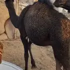 حشوان للبيع