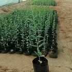 نزرع لك الجمال بكل فناء
