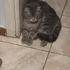 قطط تبني.
