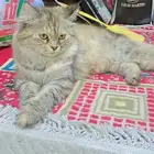 قطه شيرزيه اليفه عمرها سنه ومتعلمه على اليتر بوكس ولعوبه