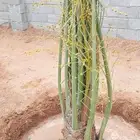 يوجد لدينا نخل طيب ومقاسات مناسبه ونويع فاخره