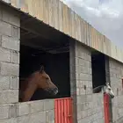 إيواء خيل شعف