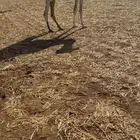 للبيع بكره حيسونيه طيبه
