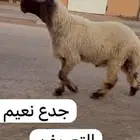 جدعان نعيم صنف للبيع