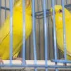 بادجي لاتينو للبيع