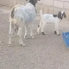 أنثي بورقت معها ولدها الموقع القنفذه