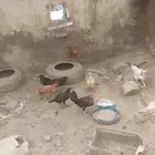 دجاج للبيع