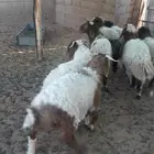 خرفان نعيم