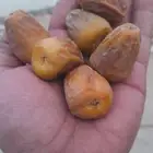 تمر جلكسي مفتل