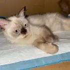 قطه هملايا للتبني مع اطفالها