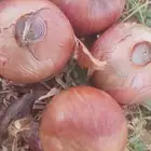 بصل للبيع جمله