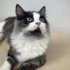 بسه انثى