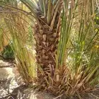 فسايل نحل للبيع بجميع انواعه