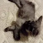 قطط