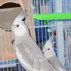 زوج كروان هولندي منتج شرط