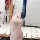 عروض ملحمة عنب 2 العريسه