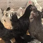 براهما لأهل الصنف عمر 4 شهور
