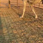للبيع حبشاء تحتها قعود