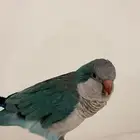 كويكر من فصيلة الببغاء بصحه جيده أليف وشكله جذاب والبيع قريب