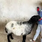 فحل نعيم باشوت سبت العلاية البشائر