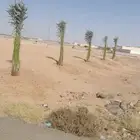 نخل للبيع طالع بتجاه الطايف تربه من القصيم