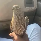 باز مطروح الان للبيع