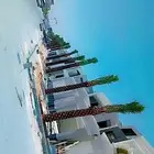 يوجد لدينا نخل عربي وشنطني