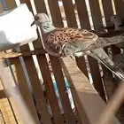 سويقه خيبر