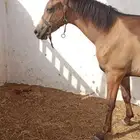 مهر شعبي للبيع العمر اقل من سنة