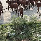 تيوس دهم كله ذكور(تم البيع)